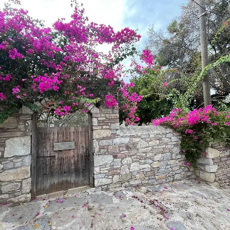 Zeytin Датча